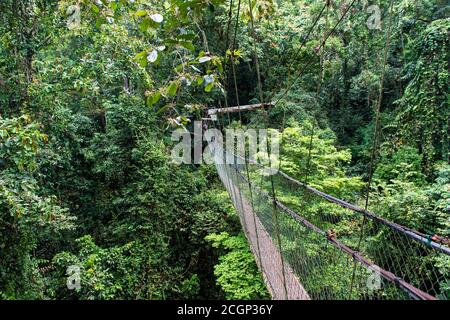 Sentier Mulu Treetop, sentier couvert, parc national Gunung Mulu, site classé au patrimoine mondial de l'UNESCO, Sarawak, Bornéo, Malaisie Banque D'Images