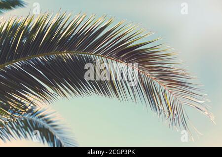 Palmiers sur fond de ciel bleu, des palmiers à la côte tropical vintage, tonique et stylisé, cocotier, arbre d'été ,retro Banque D'Images