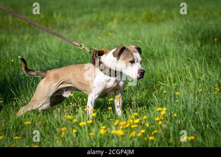 Chien de type Bulldog tirant sur la laisse Banque D'Images