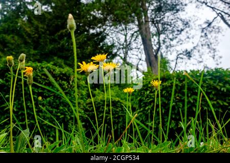 Vue créative de l'oreille du chat, Hypochaeris radicata, fleur jaune qui pousse dans les verges Banque D'Images