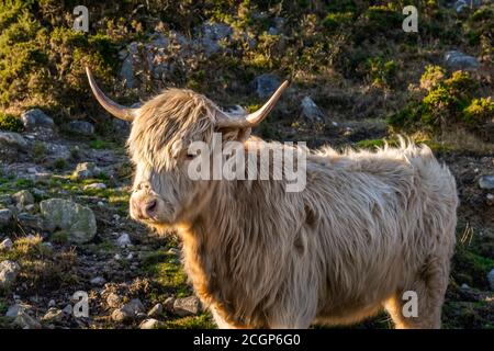 Beau, long furoux ou poil, couleur beige des Highlands écossais sur la colline de Slieve Donard dans les montagnes de deuil, Irlande du Nord Banque D'Images
