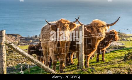 Beau, long furoux ou poil, Ginger de couleur écossais Highland bétail sur la colline de Slieve Donard dans les montagnes de deuil, Irlande du Nord Banque D'Images