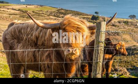 Beau, long furoux ou poil, Ginger de couleur écossais Highland bétail sur la colline de Slieve Donard dans les montagnes de deuil, Irlande du Nord Banque D'Images