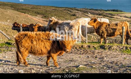 Beau, long furoux ou poil, Ginger de couleur écossais Highland bétail sur la colline de Slieve Donard dans les montagnes de deuil, Irlande du Nord Banque D'Images