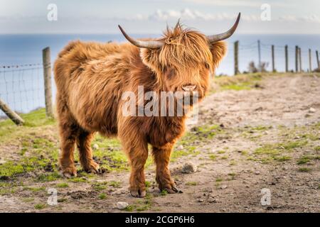 Beau, long furoux ou poil, Ginger de couleur écossais Highland bétail sur la colline de Slieve Donard dans les montagnes de deuil, Irlande du Nord Banque D'Images