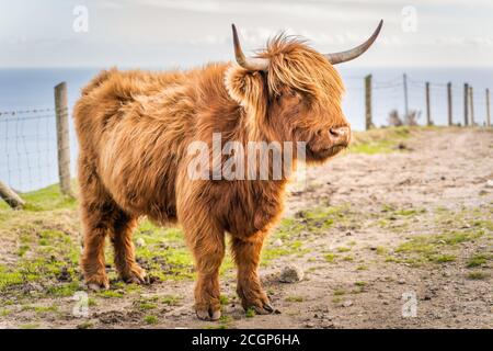 Beau, long furoux ou poil, Ginger de couleur écossais Highland bétail sur la colline de Slieve Donard dans les montagnes de deuil, Irlande du Nord Banque D'Images