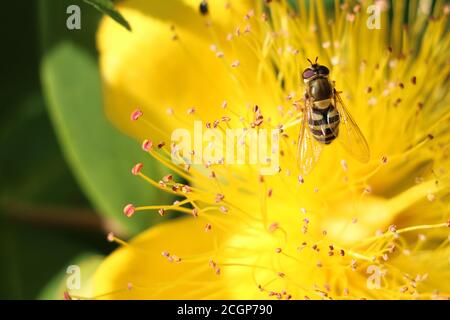 Syrphus ribesii, planque femelle rayée jaune et noire, sur une fleur d'hypericum jaune, gros plan, au-dessus de la vue, fond jaune Banque D'Images