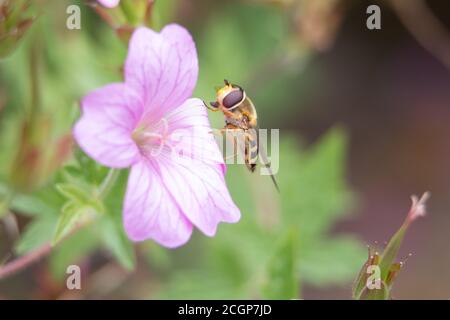 Syrphus ribesii, planque femelle strippy jaune et noir, sur une fleur rose de géranium, gros plan, vue latérale, fond diffus Banque D'Images