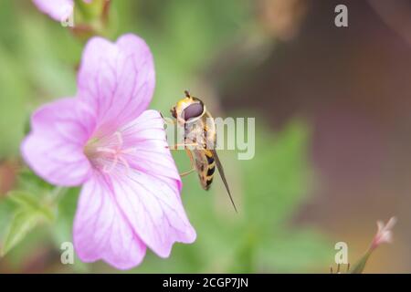 L'aéroglisseur jaune et noir ou la mouche de fleur, Syrphus ribesii, sur une fleur rose de géranium de canneberges, femelle gros plan, vue latérale, fond vert diffus Banque D'Images