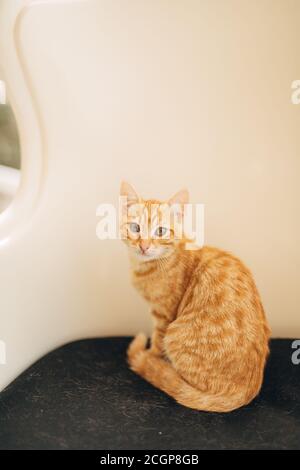 Un chat au gingembre est assis sur une chaise avec un siège noir et un dos blanc. Banque D'Images