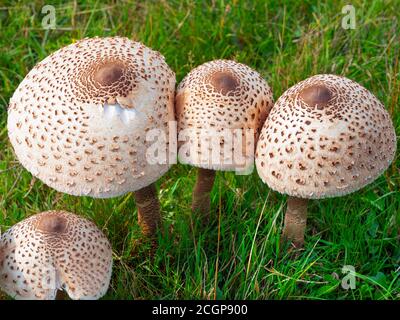 Macrolepiota procera parasol champignon Banque D'Images