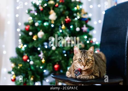 Frottant un chat tabby gris fait maison dans une cravate à carreaux avec un arbre de Noël en arrière-plan. Carte de Noël, concept de vacances en famille. Banque D'Images