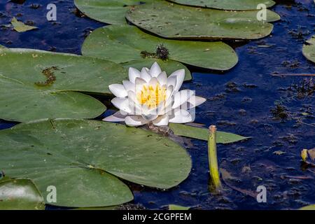 Magnifique nénuphars Nymphaea alba dans un étang avec des feuilles vertes sous Banque D'Images