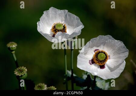 Belles fleurs de pavot blanc ou Papaver somniferum, également connu sous le nom de pavot à opium dans la lumière du matin avec une faible profondeur de champ Banque D'Images