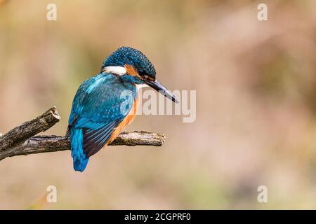 Un kingfisher mâle chassant sur un étang de jardin en été Soleil au milieu de la Galles Banque D'Images