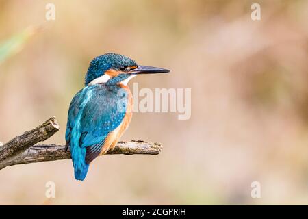 Un kingfisher mâle chassant sur un étang de jardin en été Soleil au milieu de la Galles Banque D'Images