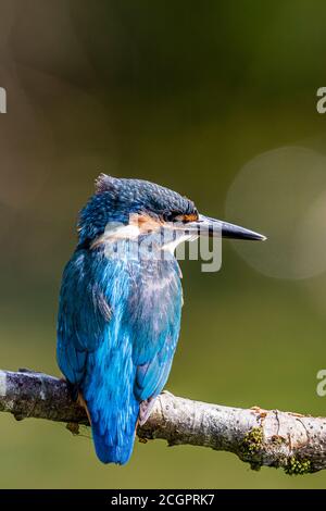 Un kingfisher mâle chassant sur un étang de jardin en été Soleil au milieu de la Galles Banque D'Images