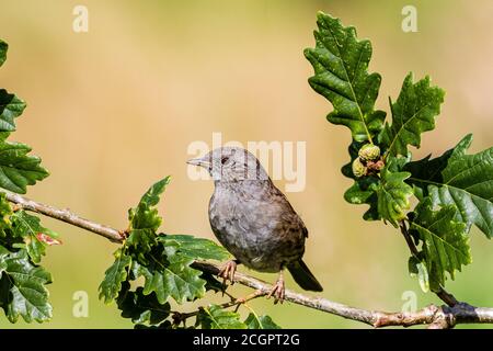 Un dunnock en plein soleil d'été dans le milieu de la Galles Banque D'Images