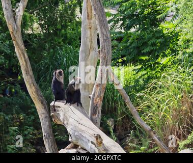 La macaque à queue de lion (Macaca Silenus), ou le Wanderoo, est un singe du Vieux monde. Deux macaques aux cheveux noirs et à la Mane argent-blanc se trouve sur le bois. Banque D'Images