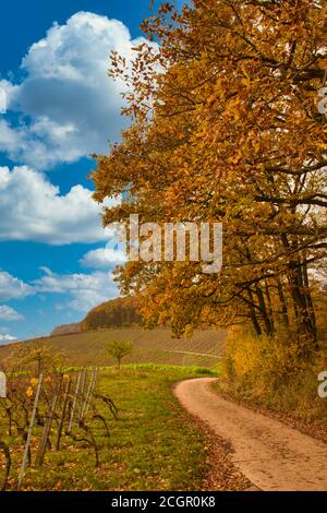 Belle scène de paysage d'automne avec arbres d'automne et rangées de Vignobles en Allemagne Banque D'Images