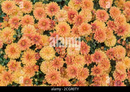 Le chrysanthème fleurit en arrière-plan. Champ de chrysanthèmes orange après la pluie. Mise au point sélective Banque D'Images