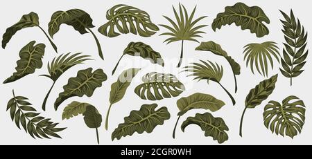 Définir. Feuilles de palmier tropicales, jungle feuilles vecteur motif floral arrière-plan. Illustration de Vecteur