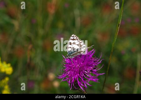 blanc gris et orange papillon assis sur un violet sauvage fleur Banque D'Images