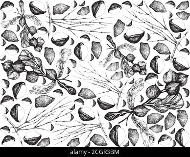 Noix et haricots, dessin à la main Illustration fond des noix de Macadamia décortiquées et non décortiquées avec des plantes Ephedra Sinica. Illustration de Vecteur