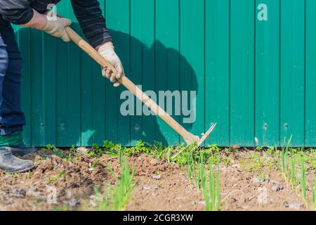 la vieille femme enlève les mauvaises herbes de ses lits d'ail vert à l'aide de la houe. concept agronomique Banque D'Images