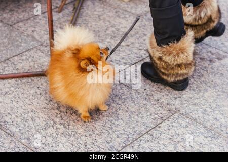 bottes en fourrure et pedigree chien spitz jolies pattes molletonnées Banque D'Images