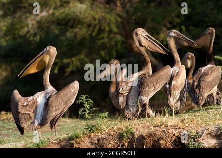 Comme la saison sèche progresse dans le parc national de Katavi et La rivière Katuma sèche de grandes troupeaux de Grand blanc Pelican arrive pour se régaler sur le poisson Banque D'Images