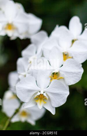 Orchidées de Phalaenopsis blanches en fleur Banque D'Images