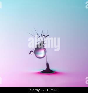 Graines de pissenlit couvertes de gouttes d'eau sur fond coloré - macro extrême avec mise au point sélective Banque D'Images