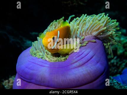 Maldive Anemonefish, Amphiprion nigripes dans la magnifique Anemone, Heterotis magifica, île de Bathala, Maldives Banque D'Images