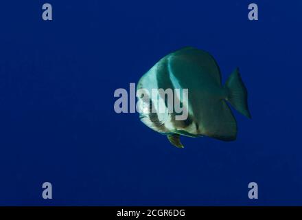 Vue latérale d'un poisson-Batfish à longue nageoire, Platax teira, dans l'atoll d'Ari, Océan Indien, Maldives Banque D'Images