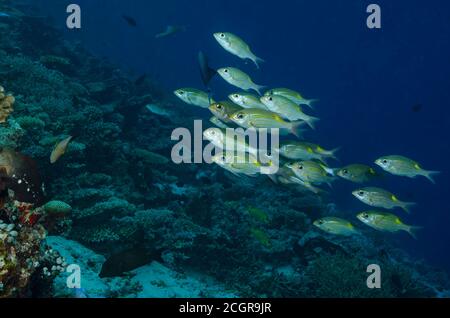 Banc de bar rayé dorade à gros yeux, Gnathodentex aureolineatus, sur un récif de coraux tropicaux aux Maldives, l'Océan Indien Banque D'Images