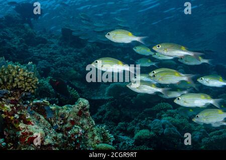 Banc de bar rayé dorade à gros yeux, Gnathodentex aureolineatus, sur un récif de coraux tropicaux aux Maldives, l'Océan Indien Banque D'Images