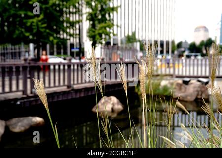 Shanghai. 12 septembre 2020. Photo prise le 12 septembre 2020 montre le paysage le long d'une fossé au parc Gucheng dans le district de Huangpu, à Shanghai, en Chine orientale. Les autorités locales du district de Huangpu ont amélioré le paysage le long de la douve pour le rendre encore plus agréable. Credit: Zhang Jiansong/Xinhua/Alay Live News Banque D'Images