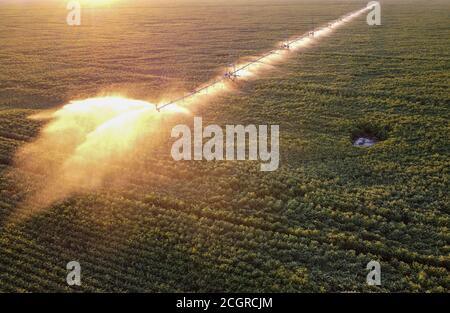 Arrosage automatique sur un champ de soja, vue d'en haut à l'aube. Banque D'Images