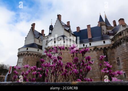 Nantes, France : 22 février 2020 : Château des Ducs de Bretagne entouré de fleurs de soucoupe magnolia Banque D'Images