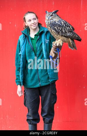 La chouette de l'aigle eurasien (Bubo bubo) a appelé Max avec gardien de zoo à ZSL London Zoo stock prenez photocall, Londres, Angleterre, Royaume-Uni Banque D'Images