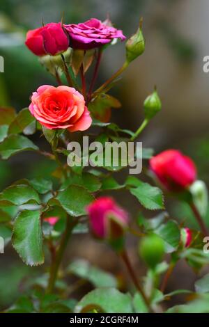 Un bouquet de roses dans la même branche avec différentes nuances de couleur. Banque D'Images