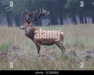 Cerf rouge mâle droit avec de grands bois tôt le matin dans la forêt. Banque D'Images