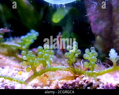 Caulerpa racemosa dans le système de refuge pour aquarium de récif de corail d'eau salée réservoir