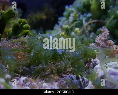 Caulerpa racemosa dans le système de refuge pour aquarium de récif de corail d'eau salée réservoir Caulerpa racemosa dans le système de refuge pour aquarium de récif de corail d'eau salée réservoir