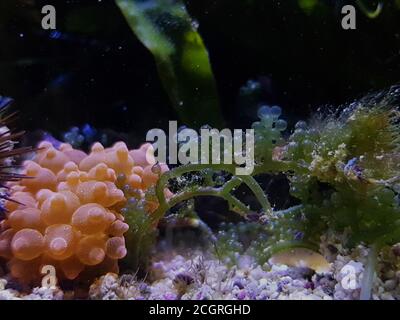 Caulerpa racemosa dans le système de refuge pour aquarium de récif de corail d'eau salée réservoir