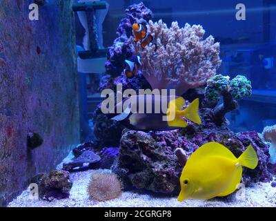 Poissons d'eau salée colorés nageant dans le bassin de l'aquarium de récif de corail Banque D'Images