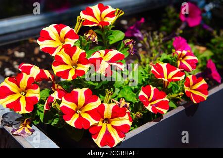 Pétunia fleurit dans le parc de la ville Banque D'Images