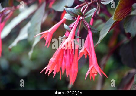 Triphylla fuchsia orange/rouge en forme de trompette fleurs 'Gartenmeister Bonstedt' cultivées en anglais, Country Garden, Lancashire, Angleterre, Royaume-Uni. Banque D'Images