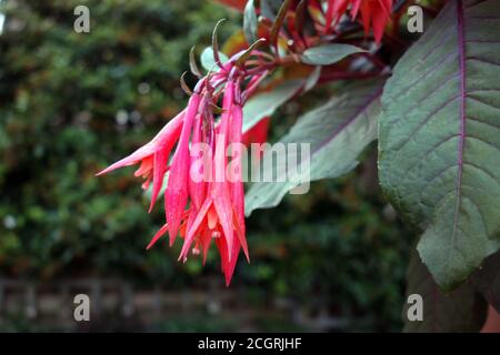 Triphylla fuchsia orange/rouge en forme de trompette fleurs 'Gartenmeister Bonstedt' cultivées en anglais, Country Garden, Lancashire, Angleterre, Royaume-Uni. Banque D'Images